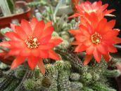 Thistle მსოფლიოში, ლამპარი Cactus