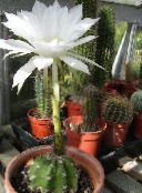 foto Indendørs planter Tidsel Kloden, Lommelygte Kaktus, Echinopsis hvid