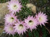 foto Plantas de salón Cardo Mundo, Cactus De La Antorcha cacto desierto, Echinopsis rosa