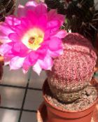 照片 室内植物 刺猬仙人掌，仙人掌花边，彩虹仙人掌 沙漠中的仙人掌, Echinocereus 粉红色