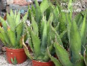 foto Krukväxter American Century Växt, Pitabröd, Spetsiga Aloe suckulenter, Agave vit