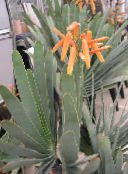 grianghraf Plandaí faoi dhíon Aló succulent, Aloe dearg