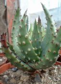 foto Topfpflanzen Aloe sukkulenten rot