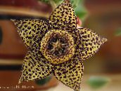 Dvėsena Augalas, Starfish Gėlė, Jūrų Kaktusas