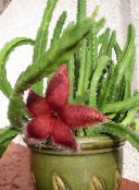 foto Sobne biljke Mrcina Biljka, Zvjezdača Cvijet, Morske Zvijezde Kaktus sukulenti, Stapelia crvena