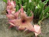 φωτογραφία Εσωτερικά φυτά Κουρούνα Εργοστάσιο, Αστερίες Λουλούδι, Κάκτος Αστερίες παχύφυτα, Stapelia ροζ