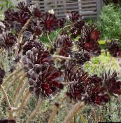 φωτογραφία Εσωτερικά φυτά Βελούδο Τριαντάφυλλο, Εργοστάσιο Πιατάκι, Aeonium παχύφυτα λευκό