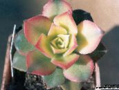 foto  Velvet Rose, Schotel Plant, Aeonium sappig wit