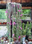fénykép Szobanövények Patkányfarok Kaktusz, Aporocactus rózsaszín