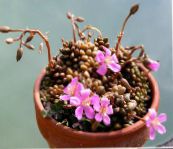 foto Topfpflanzen Anacampseros sukkulenten rosa