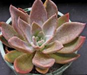 снимка Интериорни растения Призрак Растение, Растителен Майка-Седеф сукуленти, Graptopetalum розов