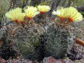 fotografie Pokojové rostliny Astrophytum pouštní kaktus žlutý