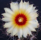 baltas Astrophytum Dykuma Kaktusas