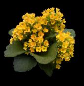 fotografie Vnútorné Rastliny Kalanchoe sukulenty žltá