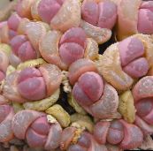 фото Домашние растения Литопсы (Живые камни) суккулент, Lithops желтый