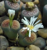 фото Домашние растения Литопсы (Живые камни) суккулент, Lithops белый