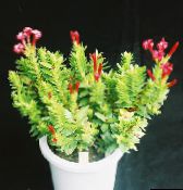 φωτογραφία Εσωτερικά φυτά Rochea παχύφυτα κόκκινος