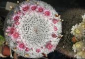 roze Oude Dame Cactus, Mammillaria 