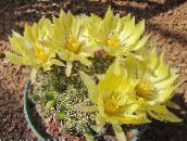 foto Krukväxter Gamla Damen Kaktus, Mammillaria gul