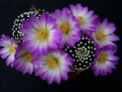 foto Plantas de salón Cactus Anciana, Mammillaria cacto desierto lila