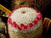 фота Хатнія расліны Маммилярия пустынны кактус, Mammillaria чырвоны