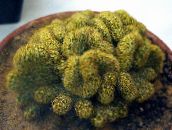 снимка Интериорни растения Стара Дама Кактус, Mammillaria пустинен кактус жълт