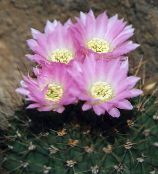 foto Le piante domestiche Acanthocalycium il cactus desertico rosa