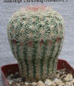 foto Sobne biljke Acanthocalycium pustinjski kaktus bijela