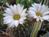 снимка Интериорни растения Acanthocalycium пустинен кактус бял
