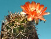 снимка Интериорни растения Acanthocalycium пустинен кактус оранжев