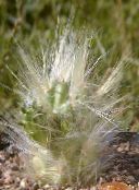 фото Домашние растения Аустроцилиндропунция кактус пустынный красный