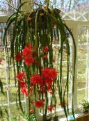 foto Krukväxter Band Kaktus, Orkidé Kaktus skogskaktus, Epiphyllum röd