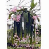 фото Үй Өсімдіктер Geliotsereus кактус орман, Heliocereus қызғылт