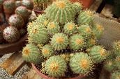 grianghraf Plandaí faoi dhíon Copiapoa cactus desert buí