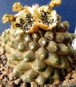 снимка Интериорни растения Copiapoa пустинен кактус жълт