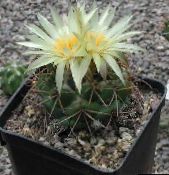 photo des plantes en pot Coryphantha le cactus du désert jaune