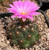 φωτογραφία Εσωτερικά φυτά Coryphantha κάκτος της ερήμου ροζ