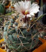 foto Krukväxter Coryphantha ödslig kaktus vit