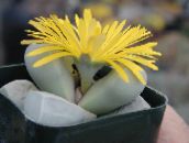 foto Indendørs planter Lapidaria saftige gul