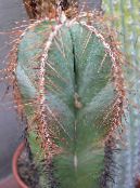 hvítur Lemaireocereus Eyðimörk Kaktus