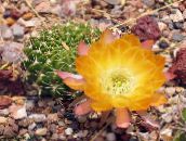 ფოტო შიდა მცენარეები Cob Cactus უდაბნოში კაქტუსი, Lobivia ყვითელი