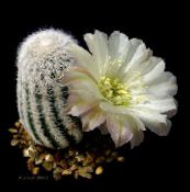 foto Le piante domestiche Cactus Cob, Lobivia bianco
