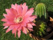 ფოტო შიდა მცენარეები Cob Cactus უდაბნოში კაქტუსი, Lobivia ვარდისფერი