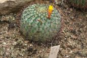 żółty Matukana Pustynny Kaktus