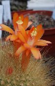 foto Le piante domestiche Matucana il cactus desertico arancione