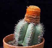 ფოტო შიდა მცენარეები თურქები ხელმძღვანელი Cactus უდაბნოში კაქტუსი, Melocactus ვარდისფერი