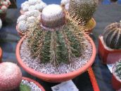fénykép Szobanövények Turks Head Kaktusz, Melocactus rózsaszín