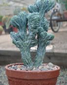 fénykép Szobanövények Kék Gyertyát, Áfonya Kaktusz, Myrtillocactus fehér
