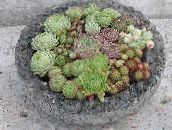 фото Үй Өсімдіктер Жас (Рок Раушан) шырынды, Sempervivum қызғылт