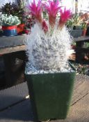 fotografie Pokojové rostliny Neoporteria pouštní kaktus růžový